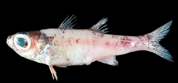 Epigonus denticulatus_06